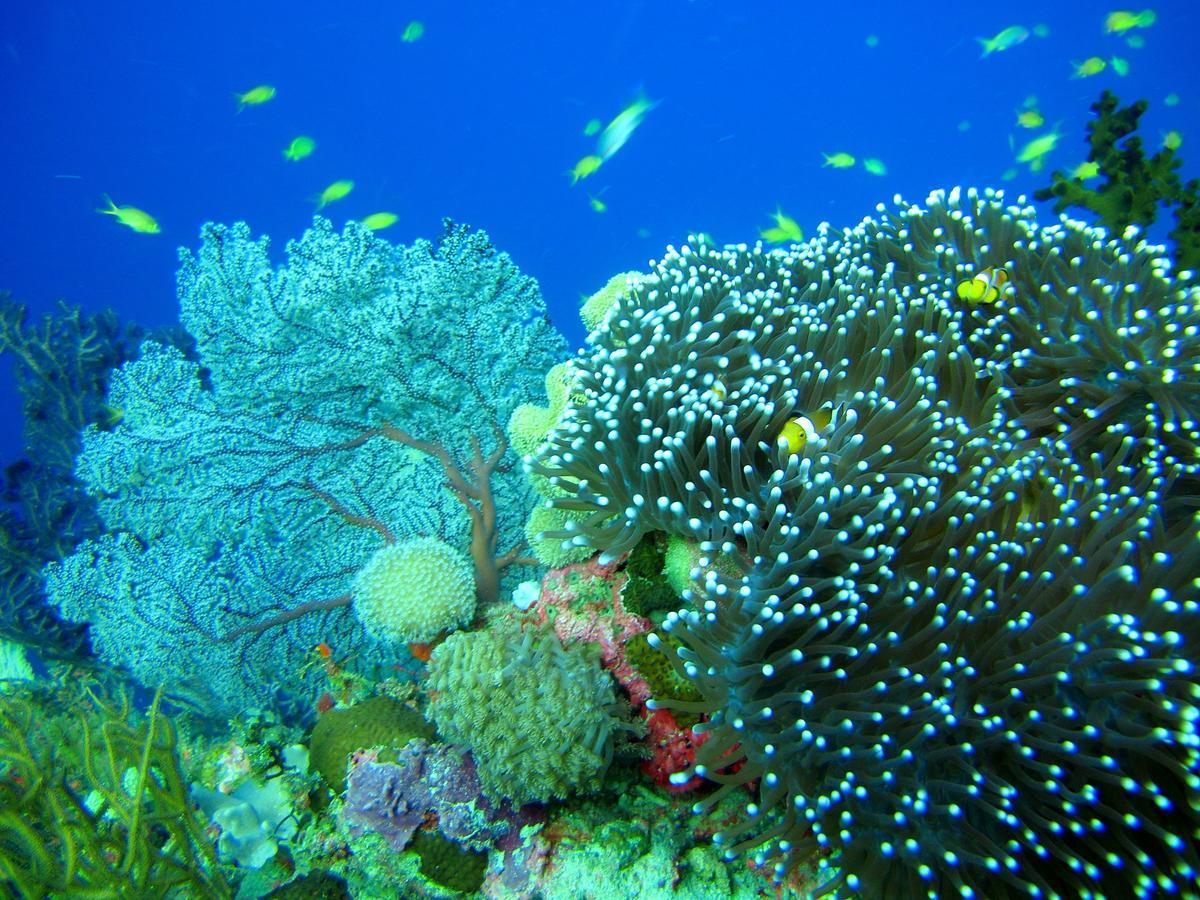 Cabilao Sunset Dive & Beach Resort Loon Luaran gambar